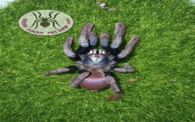 Haploclastus devamatha (trigmopoeus psychedelicus) sling tarantula